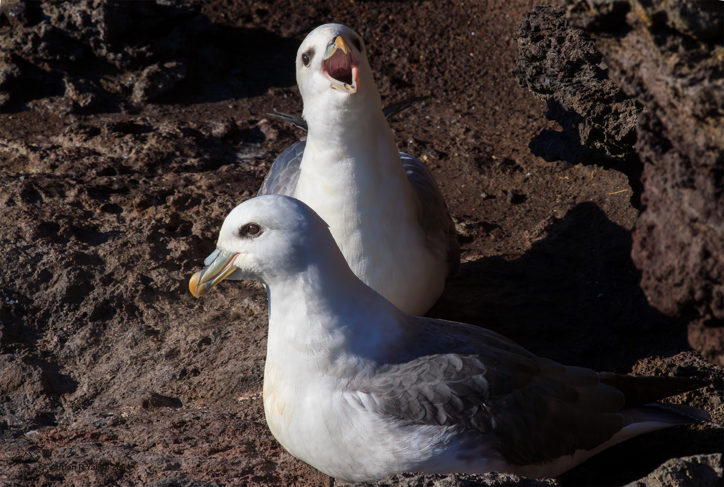 Fulmarus glacialis